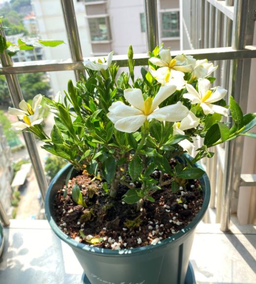 想要养好花几招教会你,想要花养好口诀要记牢