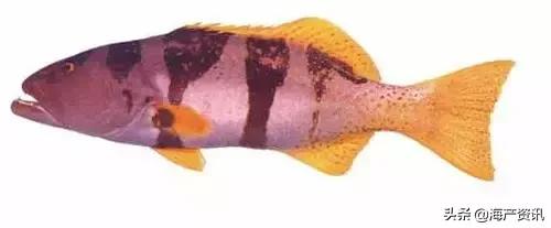 海洋科普世界上都有什么鱼,十种受欢迎的海鲜鱼类