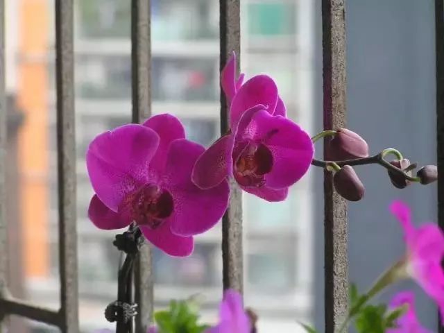 蝴蝶兰花凋谢了还能重新打理吗,蝴蝶兰花掉了怎么护理