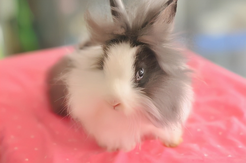 宠物兔价格一般多少钱一只图片,宠物兔最便宜多少钱一只