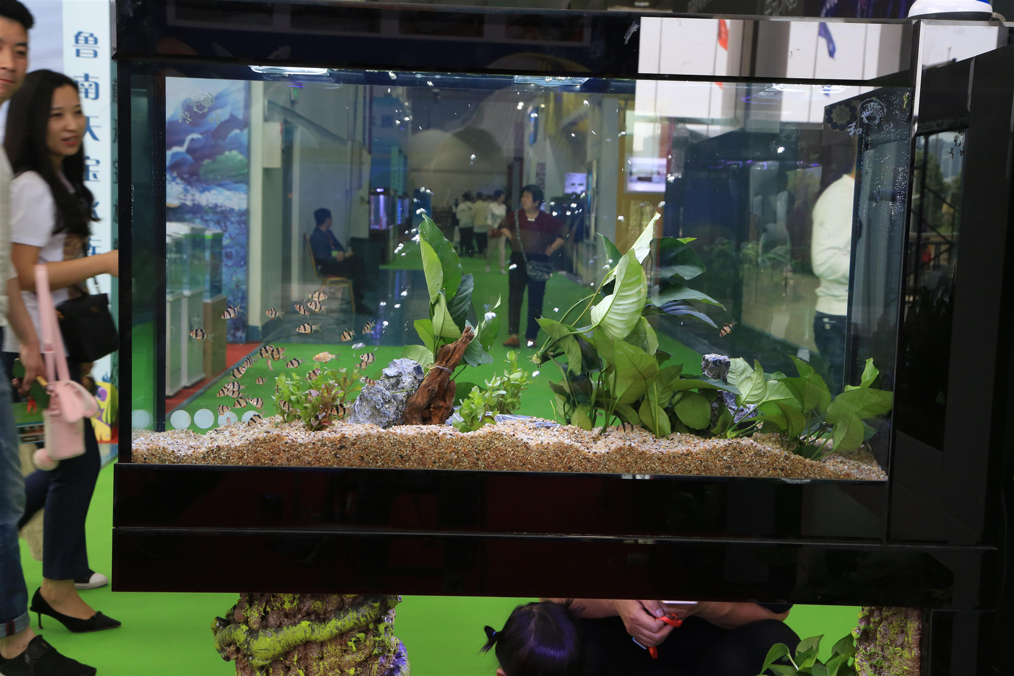 淡水水族展,中国国际水族展