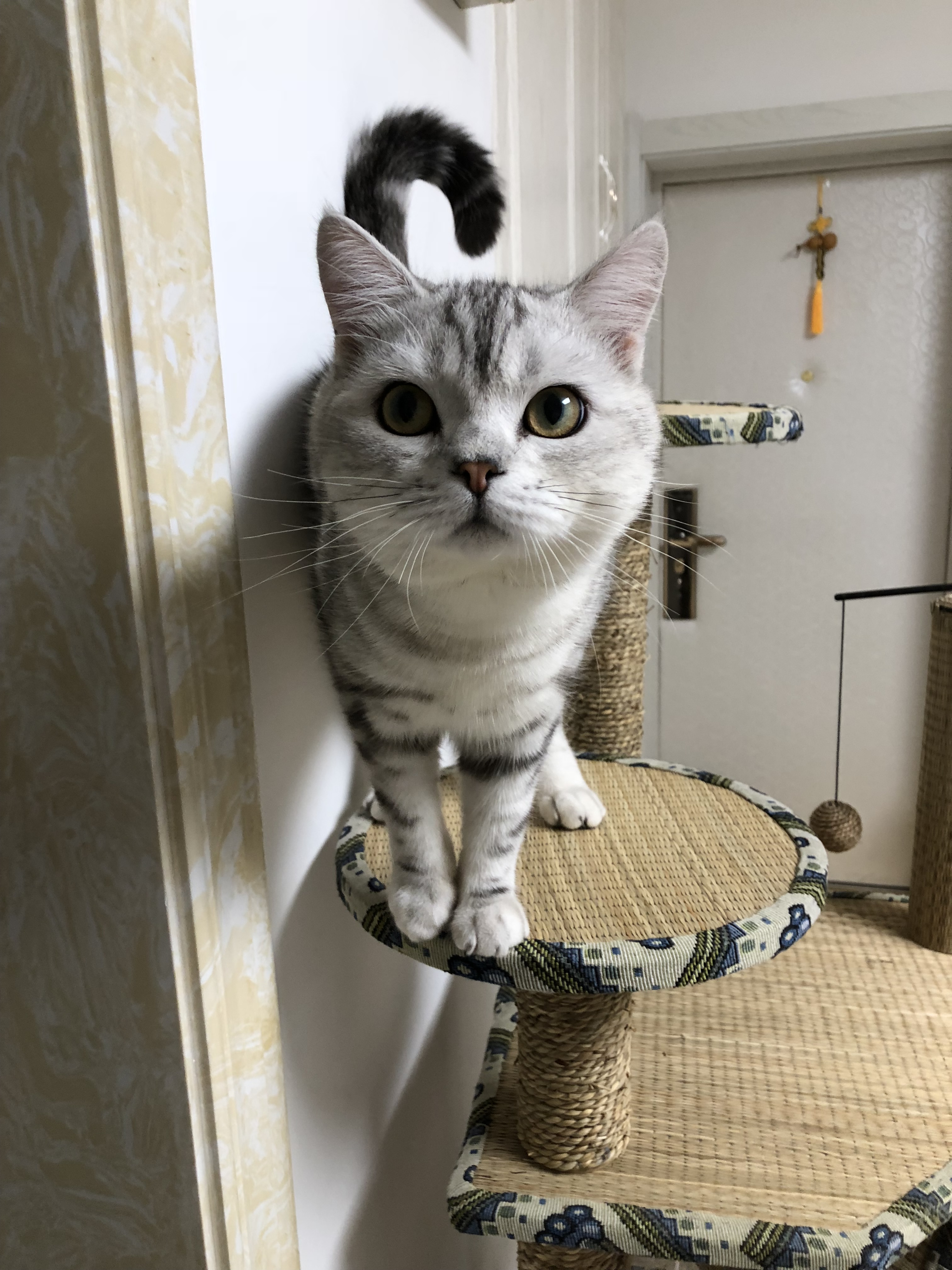 猫藓不可怕，对抗它需要的不仅仅是药物，更需要时间与耐心