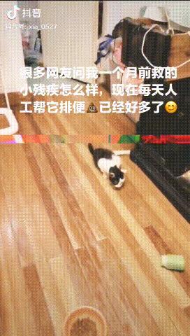 有哪些猫咪在直播,抖音直播出现的猫咪