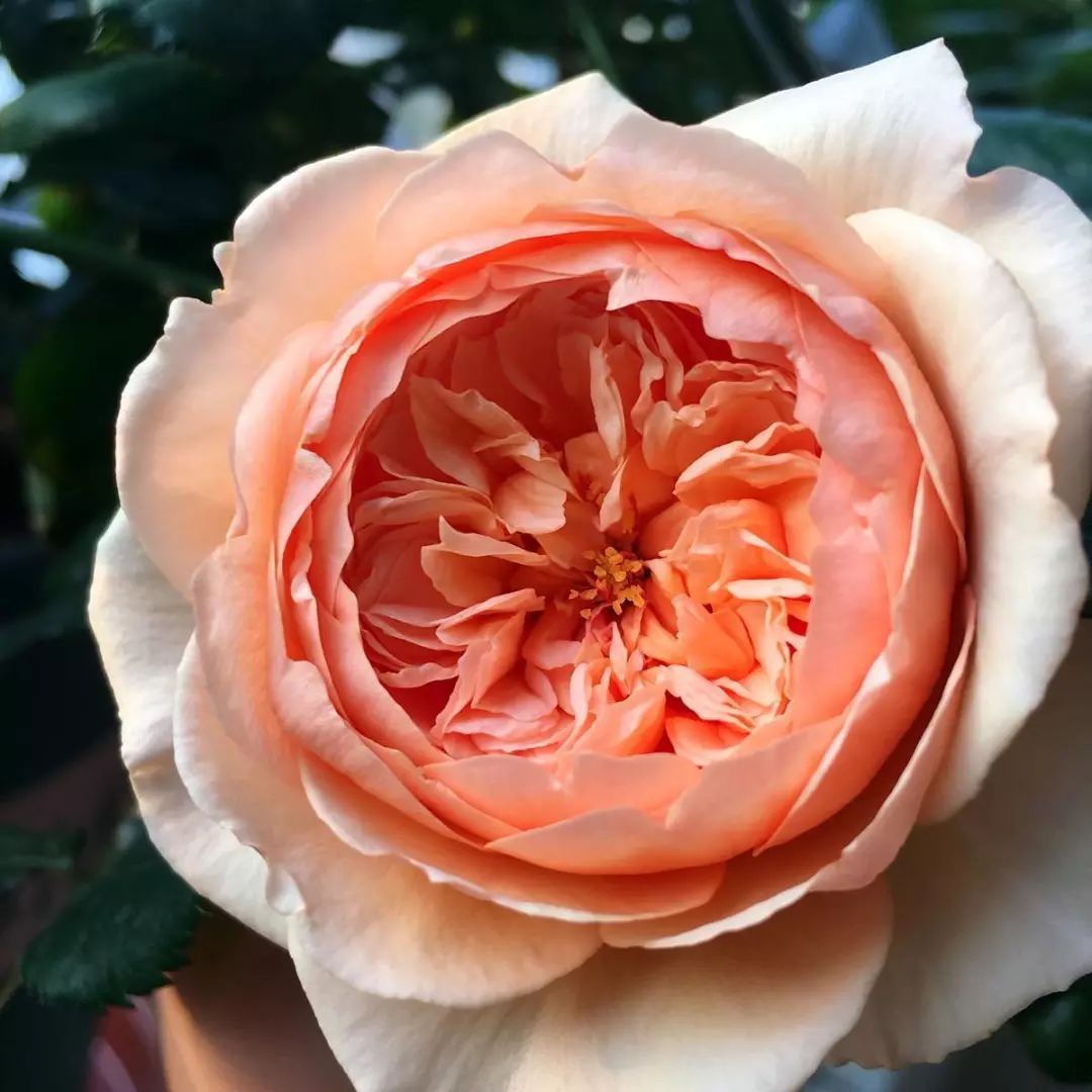 月季图鉴哪本书好,淘宝上最好养的月季品种