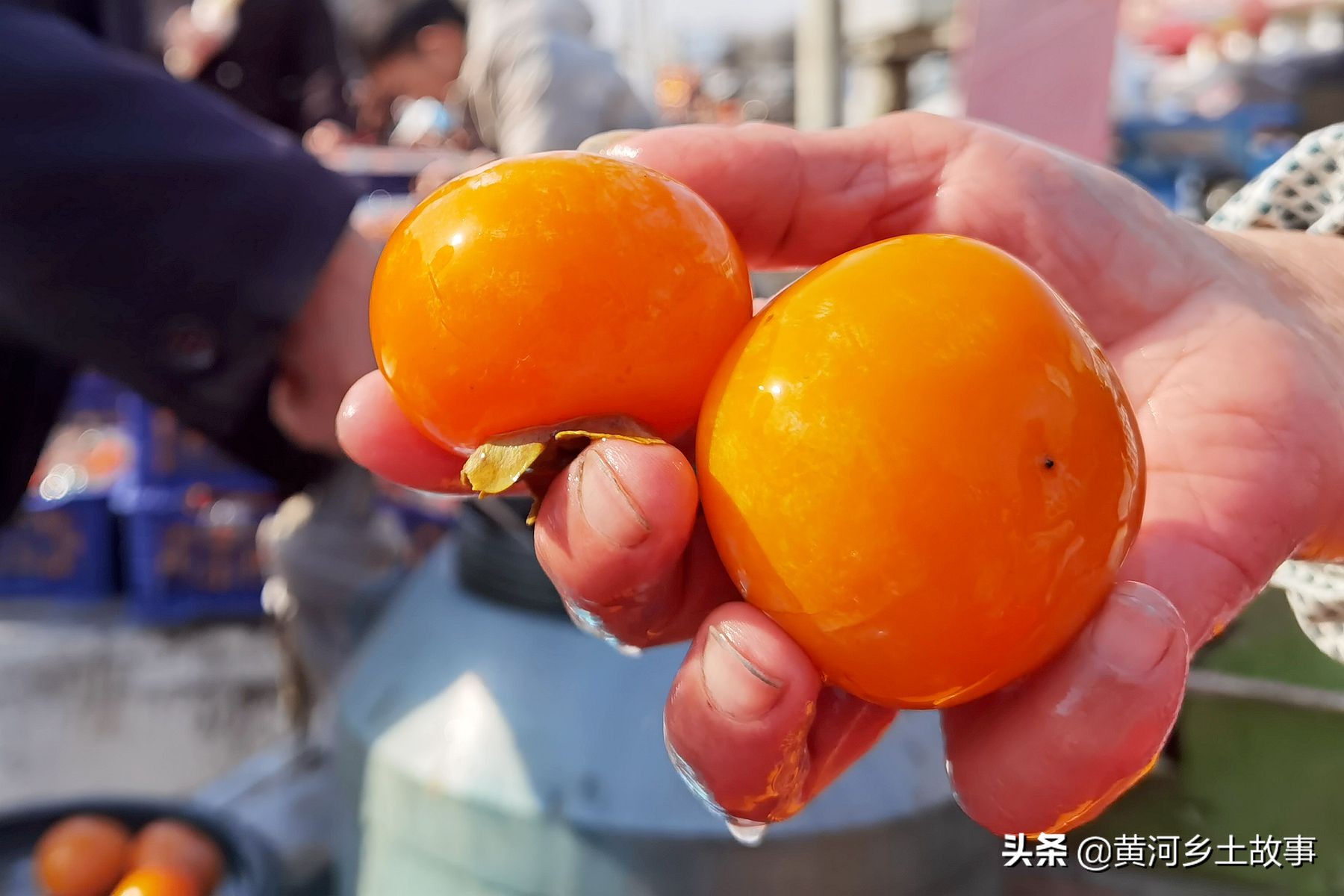 山西泡柿子又脆又甜,山西泡柿子