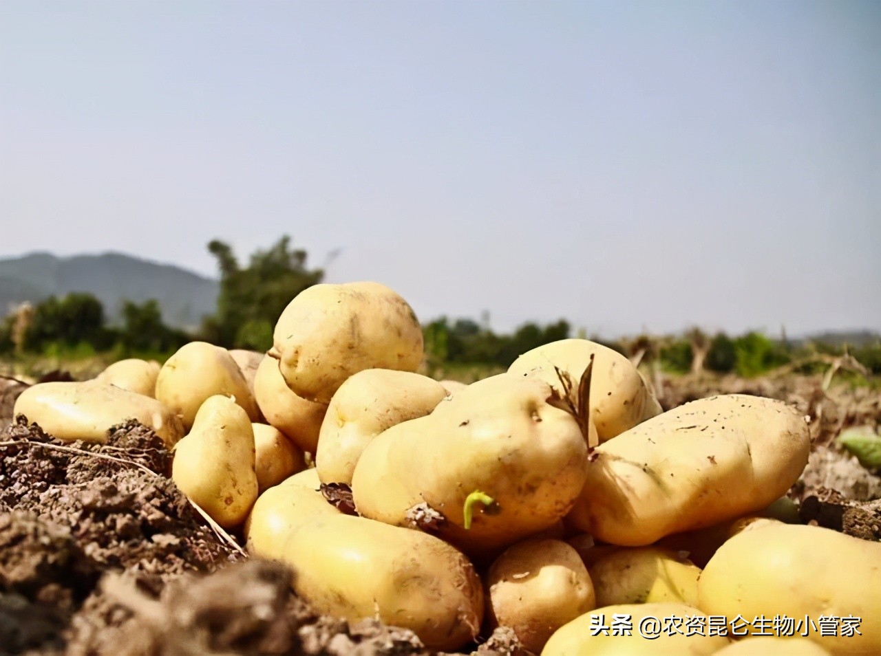 土豆腐烂病最佳治疗方法,土豆烂根怎么治最快