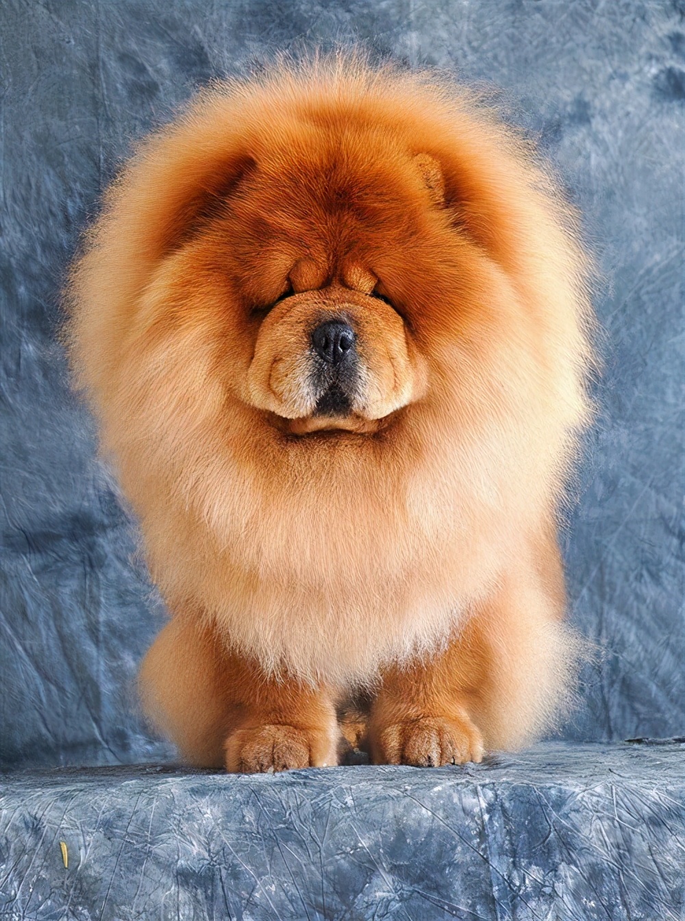 松狮犬的喂养与护理方法,松狮犬吃什么比较好养呢