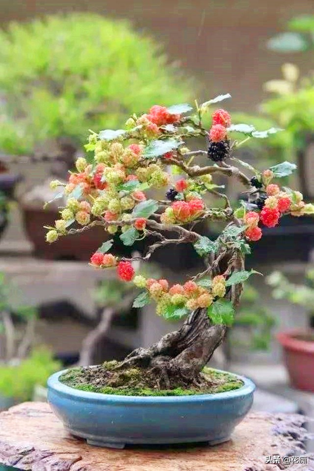 家里种盆栽桑树好吗,桑树盆景几年结果