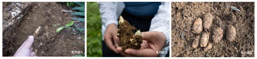 贵州的道地药材天麻,天麻属于哪里的道地药材