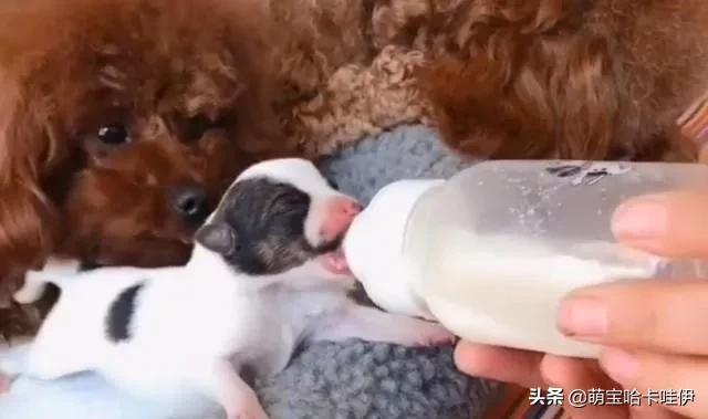 好心人捡到了一只小奶狗,人工喂养泰迪小奶狗