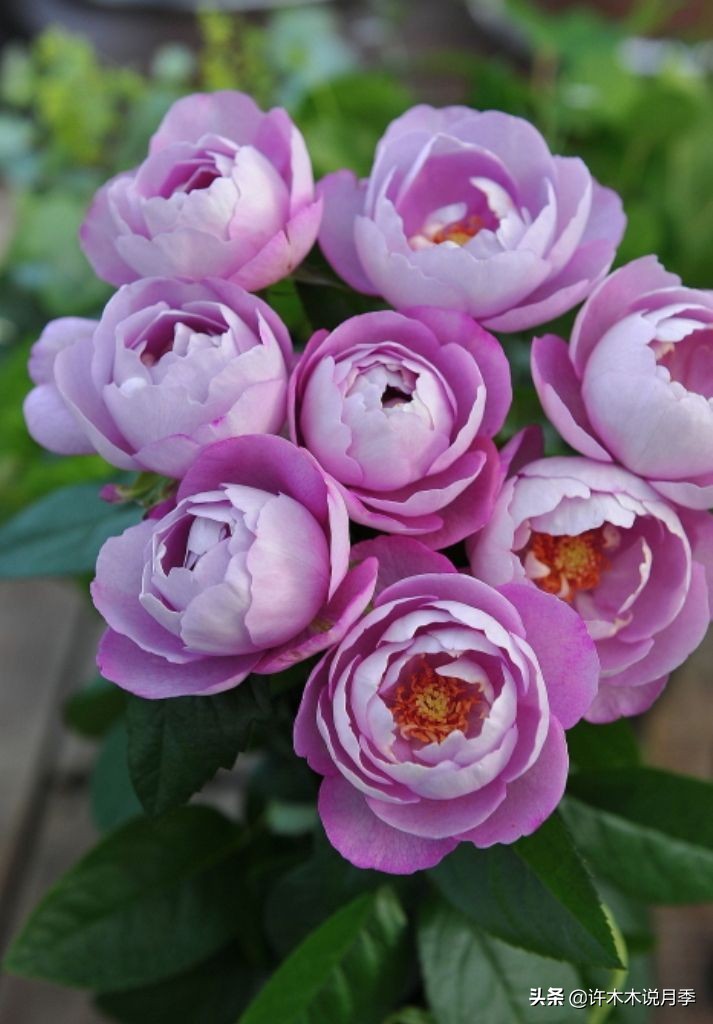 抗性强无刺月季蔷薇品种有哪些,抗性好的切花月季推荐