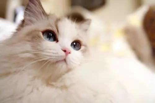 养猫怎样照顾猫,刚刚领养幼猫怎么养