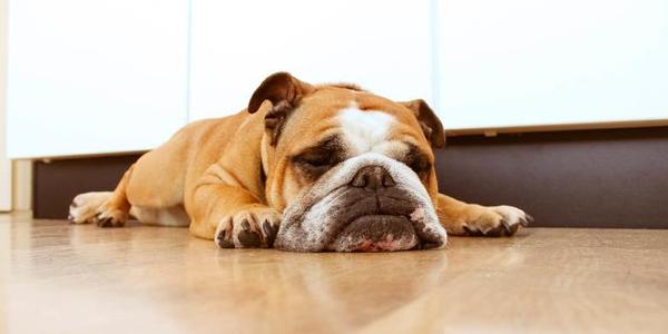 狗离世前什么症状,狗即将要离世的四种行为