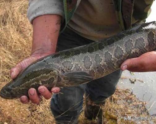 <html>
<head><title>502BadGateway</title></head>
<body>
<center><h1>502BadGateway</h1></center>
<hr><center>nginx</center>
</body>
</html>
<!--apaddingtodisableMSIEandChromefriendlyerrorpage-->
<!--apaddingtodisableMSIEandChromefriendlyerrorpage-->
<!--apaddingtodisableMSIEandChromefriendlyerrorpage-->
<!--apaddingtodisableMSIEandChromefriendlyerrorpage-->
<!--apaddingtodisableMSIEandChromefriendlyerrorpage-->
<!--apaddingtodisableMSIEandChromefriendlyerrorpage-->
