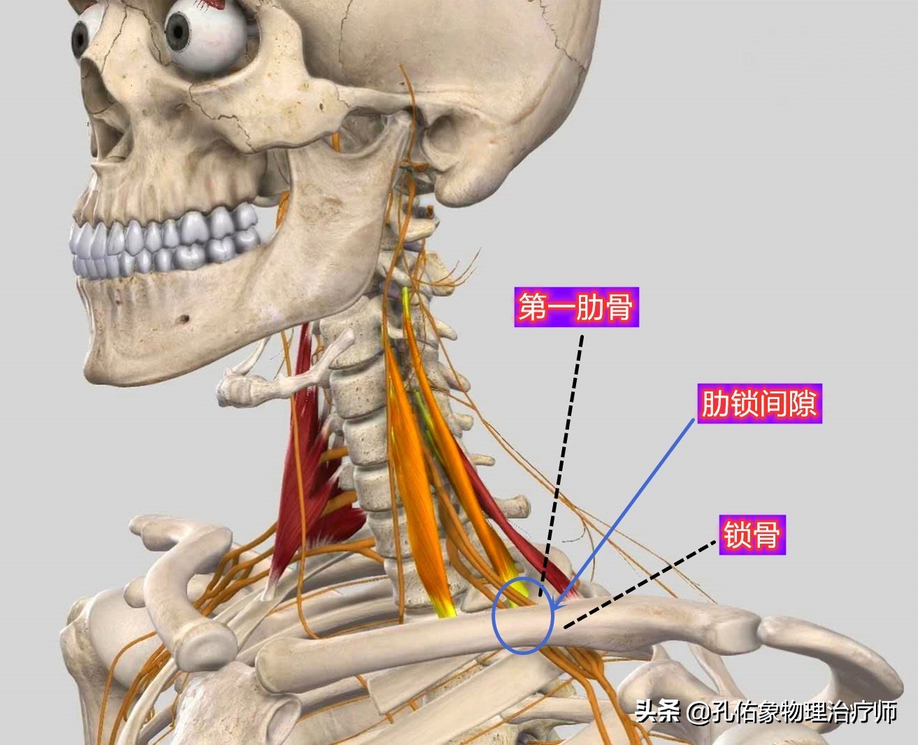肩周炎肩膀疼是什么原因造成,肩周炎导致的肩膀疼痛怎么缓解