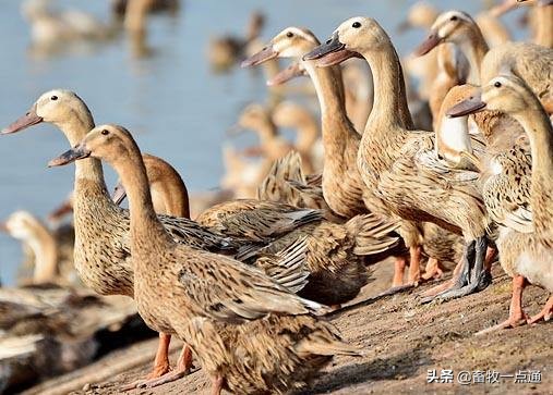 母鸭输精的正确方法,母鸡和母鸭的输精方法的区别