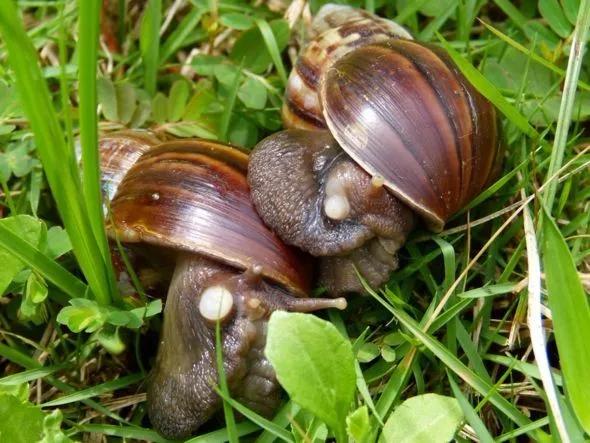 非洲野味入侵全球：在这种巨型蜗牛面前，中国吃货根本狂不起来