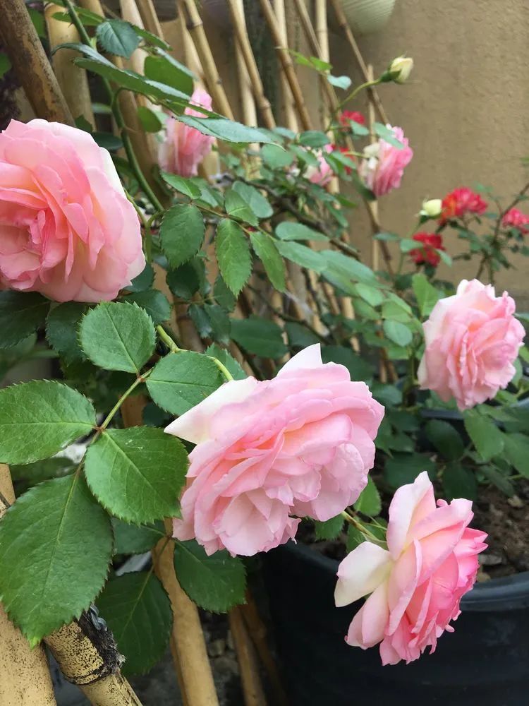 五颜六色的透明多肉,颜色超好看的多肉