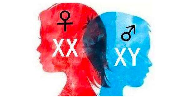 动物是怎样无性生殖的,动物无性生殖的几种方式