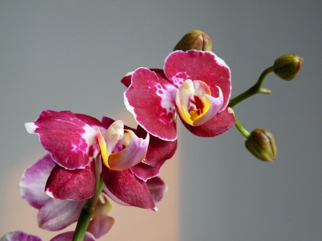 蝴蝶兰叶子黄了怎么救,蝴蝶兰叶子晒坏了怎么办