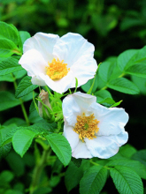 玫瑰花简介带拼音,玫瑰花简介英文版