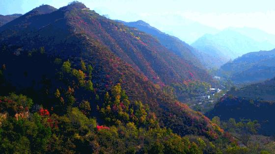 灵宝sod苹果最高价格,灵宝sod苹果好吃吗