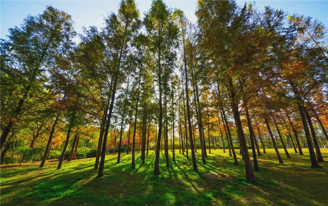 济南免费遛娃的地方,济南市十一带娃游玩好去处