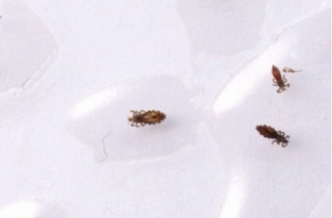 在现代人眼中如苍蝇般的生物，古人却将其推崇为“上帝的珍珠”