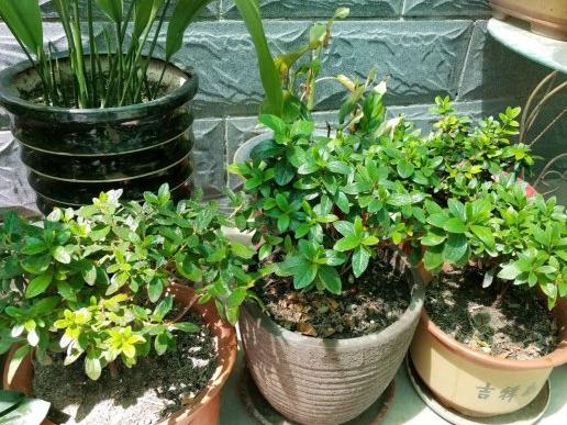 养杜鹃花的技巧,杜鹃花10种品种