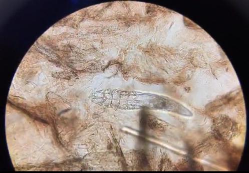 犬常见皮肤病,犬蠕形螨怎么治疗