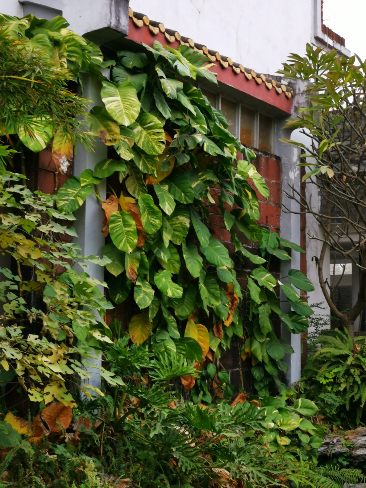 大叶绿萝和小叶绿萝哪一种长藤快,小叶绿萝爬柱可以长成大叶绿萝吗