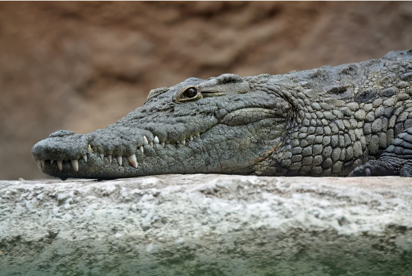 你知道乌龟为什么能活这么久吗,乌龟不用吃东西它也能活下来吗