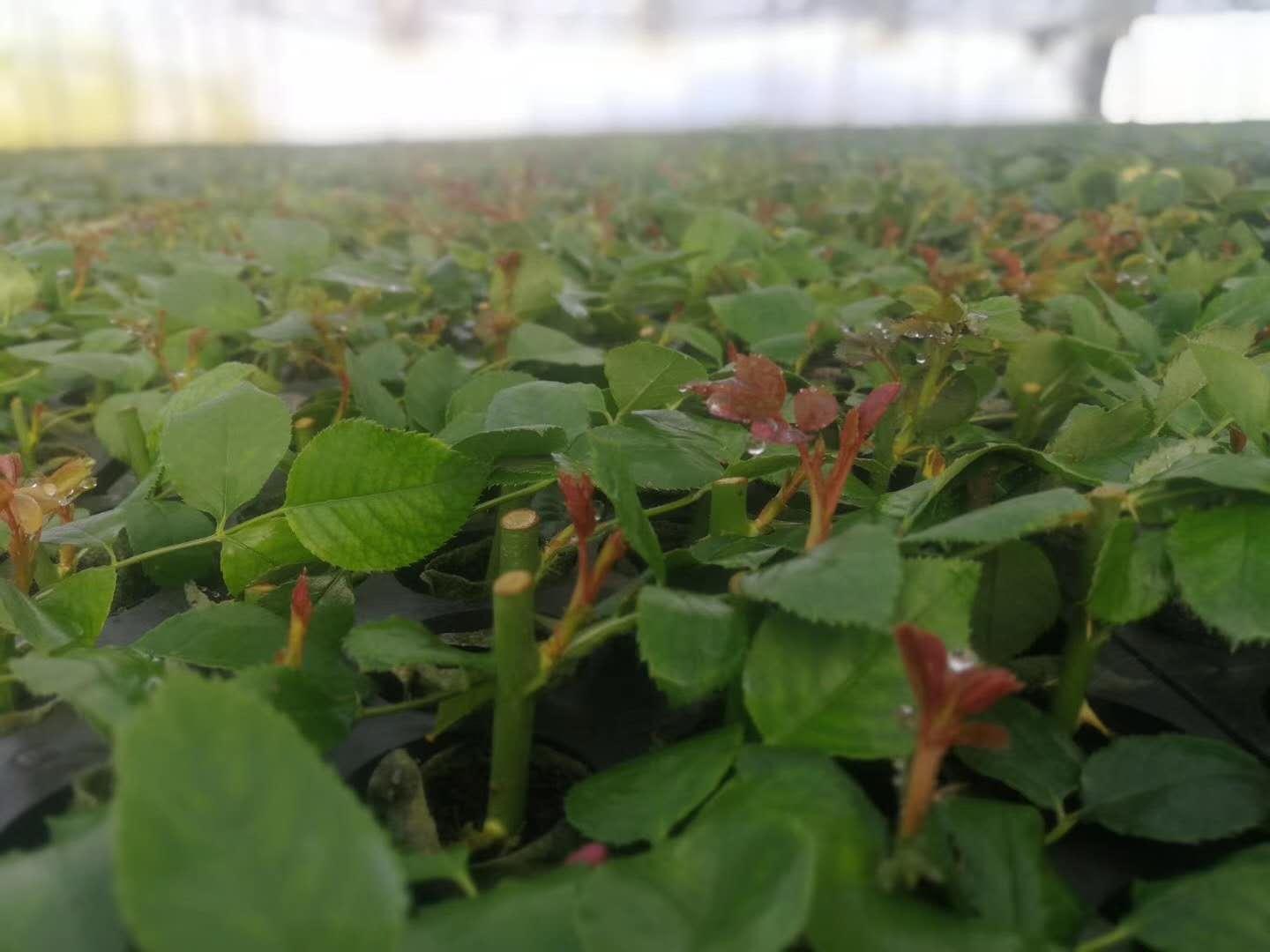 云南省通海县骄阳花卉种苗专业合作社风采(组图)