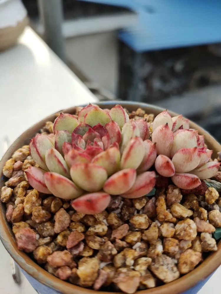 疫情期间在家欣赏多肉,疫情期间被多肉治愈