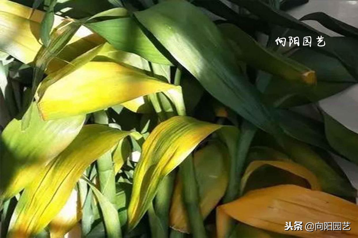 盆栽石榴树叶子发黄脱落怎么办,盆栽栀子花叶子发黄是什么原因