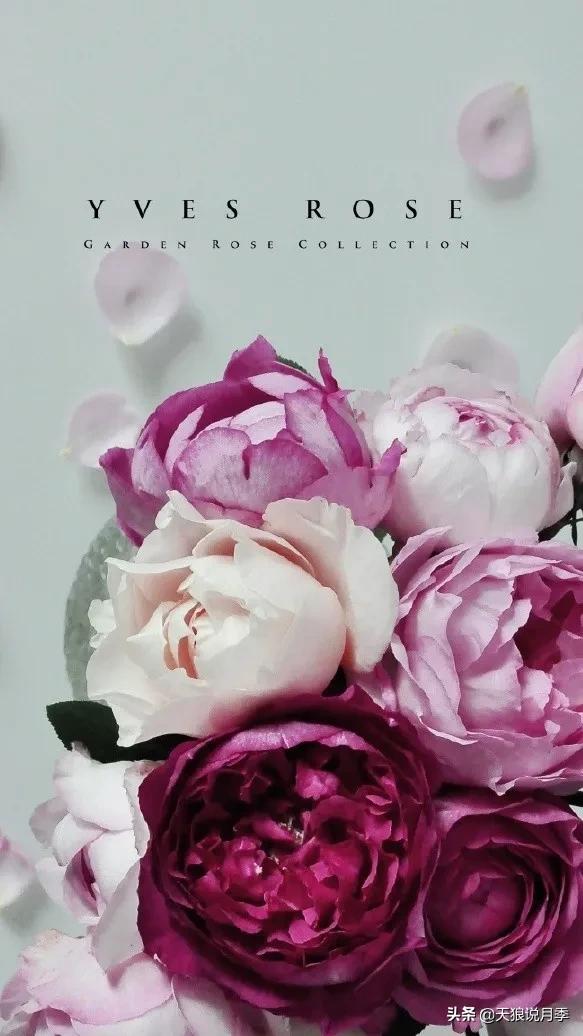 月季控对美的极致追求，尽在伊芙系列