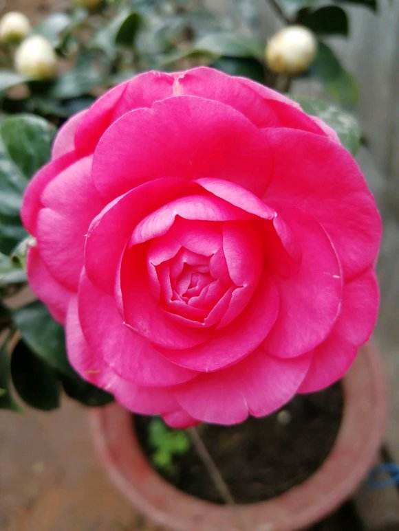 观音十八笑茶花名贵品种吗,四季茶花名贵品种图片大全