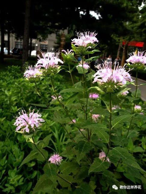 薄荷能开花的花种,什么薄荷开花最好