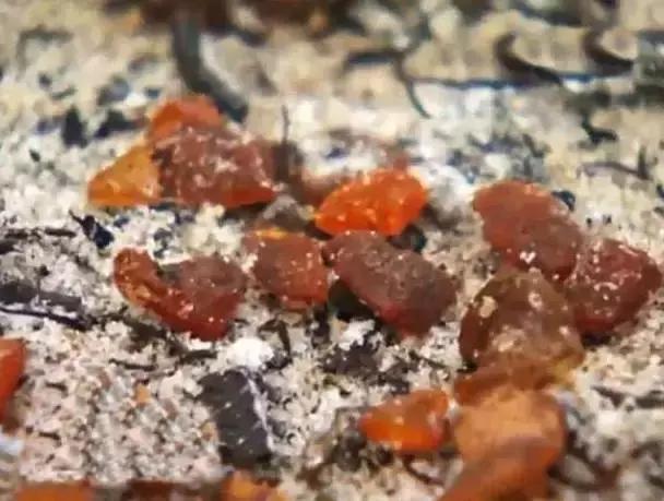 在俄罗斯,琥珀蜜蜡可以随便捡?