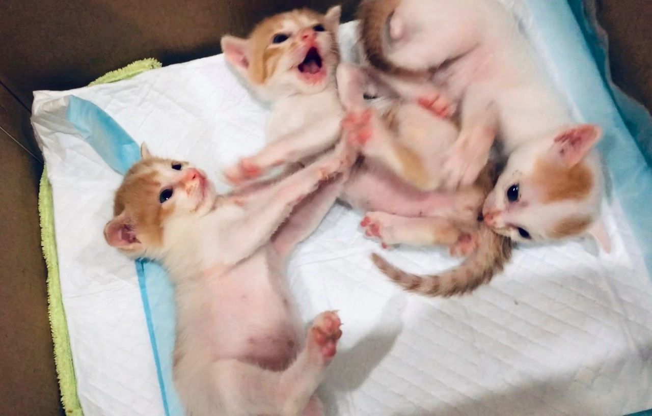 两只超凶的小奶猫怎么养,养刚出生的猫