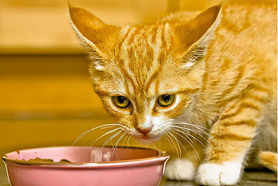 幼猫上火了吃什么药,幼猫上火有哪些症状