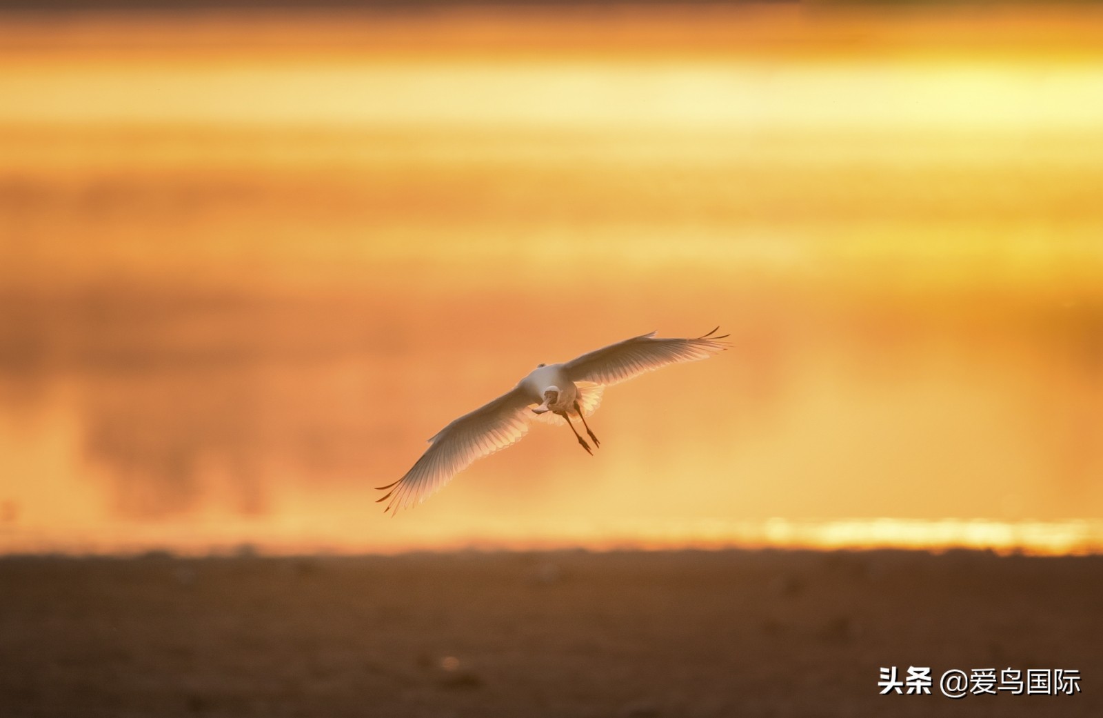 躁动的繁殖季节2021观鸟大年五月精华作品集