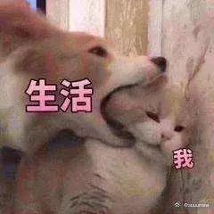 跟拍10年，豆瓣9.1，这个中国“黑户”的故事感动了千万日本人