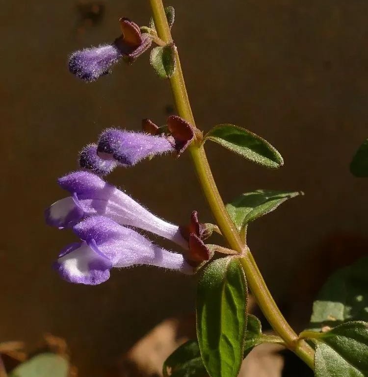 半枝莲有人收购了吗,哪里大量收购半枝莲
