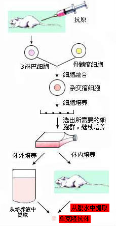 全球首个新冠病毒治疗性抗体,中国率先进临床试验!怎样的抗体?
