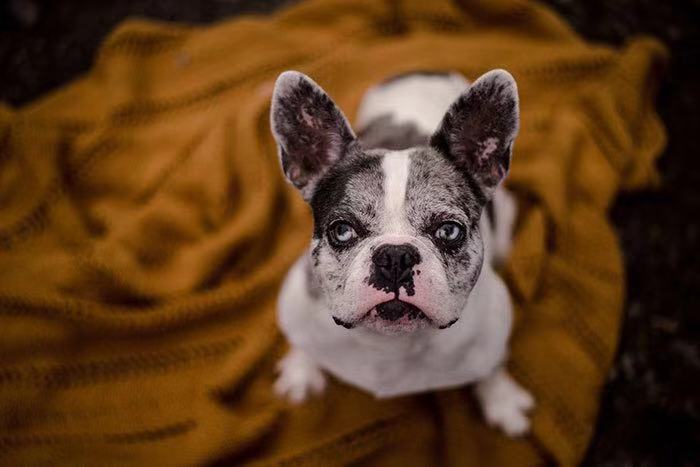 和斗牛犬拍照,斗牛犬拍写真集