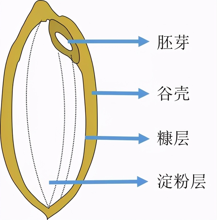 水稻幼秧苗施肥的正确方法,水稻施肥过多会影响质量吗
