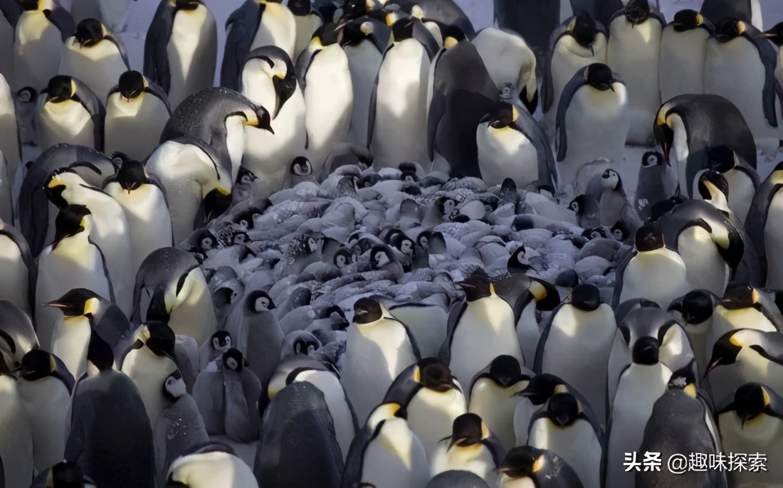 企鹅在南极为什么不被冻死,南极企鹅冻死真相