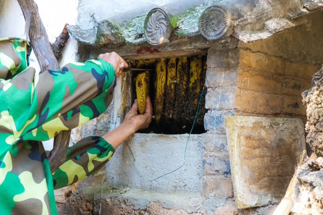 土蜂蜜取蜜全过程,土蜂蜜正确取蜜方法