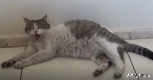 猫咪难产去医院怎么办,如果猫咪难产应该怎么办